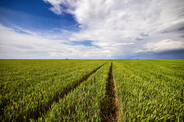 Endless green wheat field with agriculture tracks under a dramatic cloudy skies
