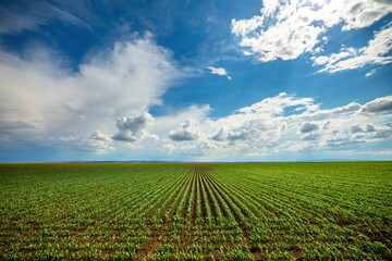 Vibrant green cornfield stretching under a vast sky with fluffy clouds