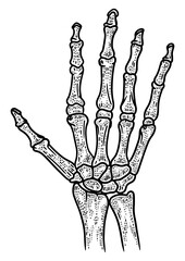 Human hand skeleton sketch engraving PNG illustration. T-shirt apparel print design. Scratch board imitation. Black and white hand drawn image.