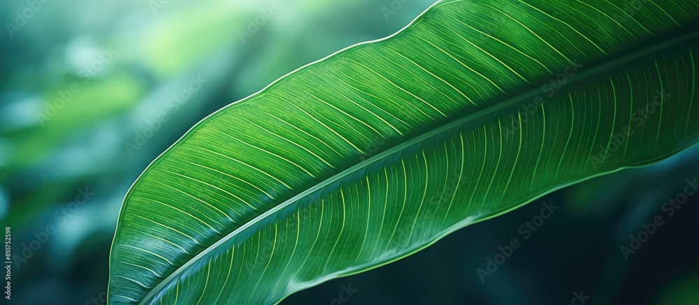 Aufkleber a close up image of a vibrant green leaf in a tropical nature setting the leaf s texture creates an 