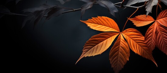 A vibrant scene of autumn leaves against a dark backdrop creating a striking contrast and providing ample copy space for the image