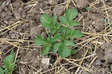Plant de pommes de terre dans le jardin