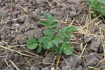 Plant de pommes de terre dans le jardin
