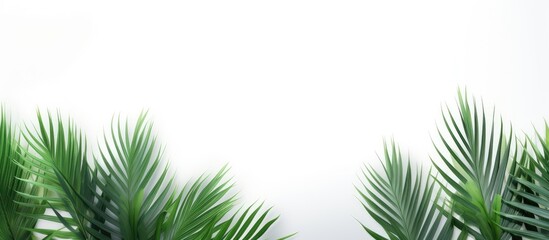 Palm tree leaves in green color stand alone against a white backdrop providing copy space for text This minimalistic summer inspired concept creates a mock up banner