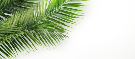 Obraz premium Palm tree leaves in green color stand alone against a white backdrop providing copy space for text This minimalistic summer inspired concept creates a mock up banner