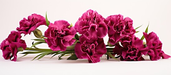 A beautiful arrangement of Burgundy spray carnations captured in a copy space image appears strikingly against a white background