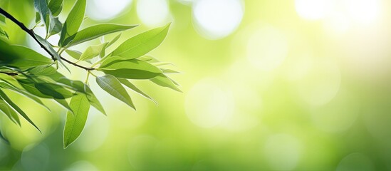 Close up image of light green leaves illuminated by sunlight with blurred backgrounds creating a beautiful bokeh effect in a park The photo includes copy space for text and can be used as a web banne