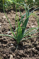 Plant de ciboulette échalote dans le jardin