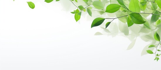 Copy space image of tree leaves blurred on a white background