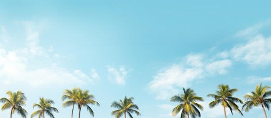 A scenic view of palm tree crowns set against a serene sky with fluffy white clouds perfect for a copy space image