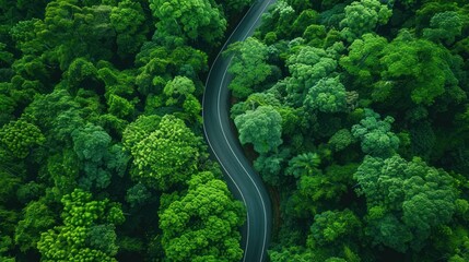 Aerial view asphalt road in the middle of green forest