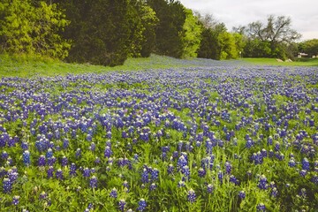 Field with Bluebonnets flowers and green grass in the afternoon