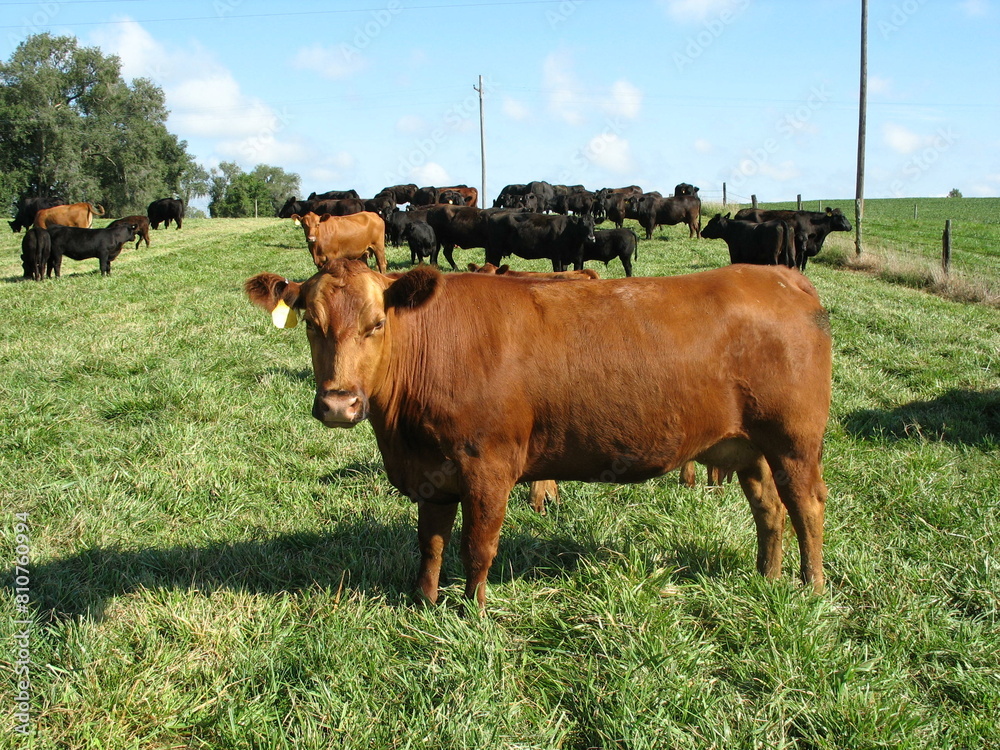 Canvas Prints Of cows grazing in a vast green field during the daytime