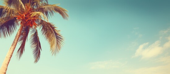 A tropical palm tree against a sunny sky background with space for adding a personal touch Perfect for conveying ideas of summer vacations and exploring nature The vintage tone filter adds a nostalgi
