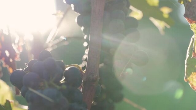 Beautiful Soft Morning Light Shining On Biological Red Bunches of Grapes - Macro Close Up