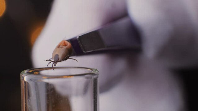 Tick research, Scientist studies Ixodes ricinus lyme in Laboratory, close up macro view