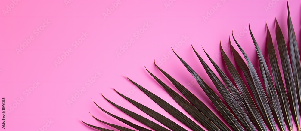 Aufkleber copy space image of a palm tree leaf against a vibrant pink backdrop