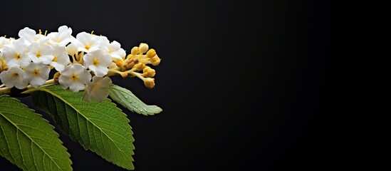 A stunning white flower known as Lantana also referred to as Wild sage or Cloth of gold is captured...