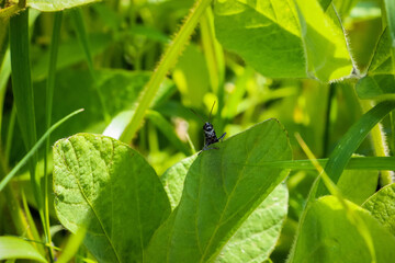 a large black mustached grasshopper looks out from behind a green leaf in summer, warmth, sun, greenery, rest, travel