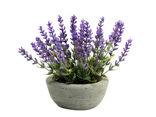Fototapeta premium Handmade miniature Lavender in pots, remove background