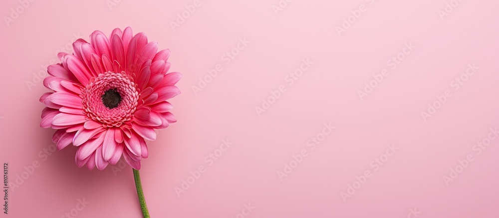 Poster A vibrant pink flower on a pink background creating a copy space image that evokes thoughts of Valentine s Day Mother s Day or the arrival of spring This flat lay top view adds a touch of elegance