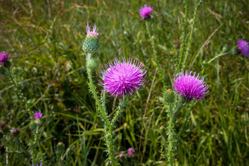 Thistle (thistle, Tatarnik) with purple flowers, thorns wild flowers beautiful, spring, summer