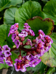 Elephant's ears 'Sunningdale' (Bergenia 'Sunningdale')