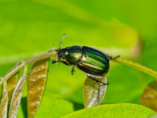 若葉を食べるコガネムシ
