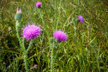 Thistle (thistle, Tatarnik) with purple flowers, thorns wild flowers beautiful, spring, summer