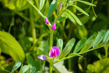 Obraz premium Beans with purple flowers, inflorescence, ordinary, beautiful, spring, summer