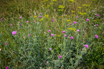 Thistle (thistle, Tatarnik) with purple flowers, thorns wild flowers beautiful, spring, summer