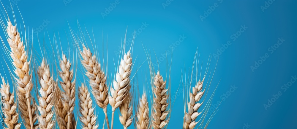 Poster copy space image of wheat or barley ears viewed from the top against a blue background