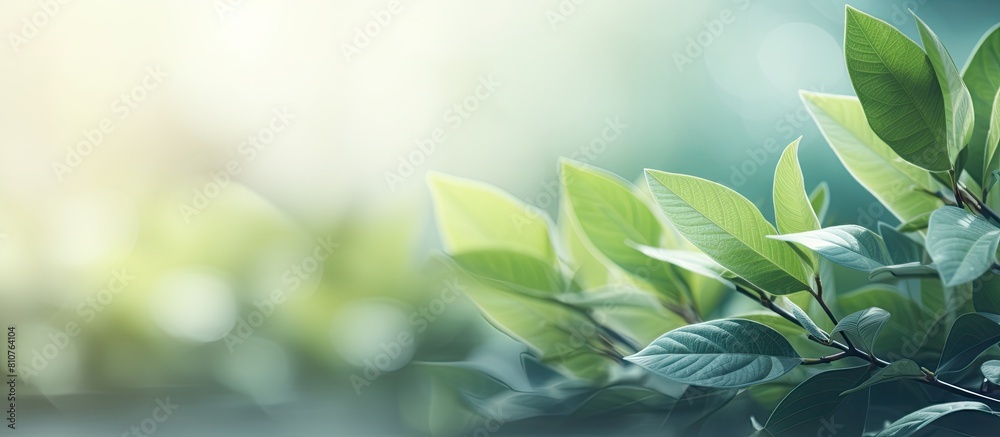 Leinwandbilder copy space image with abstract leaves and blurred shadow background adds a touch of nature to any de