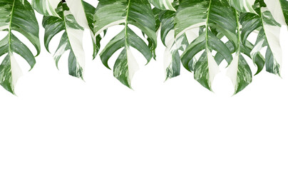 green variegated leaves on transparent background, PNG file 	