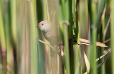 Bearded reedling, Panurus biarmicus. A female bird lurks in a reed thicket on the riverbank