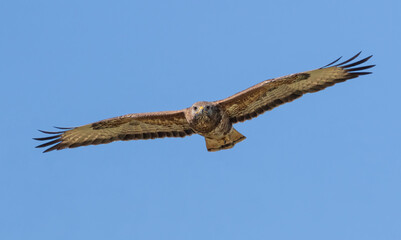 Common buzzard, Buteo buteo. A bird flies against the blue sky, looking for prey