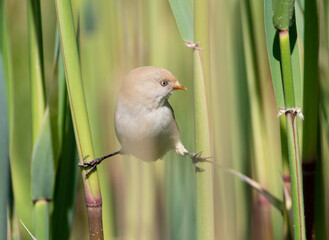 Bearded reedling, Panurus biarmicus. A female bird sits on twine on two reed stalks
