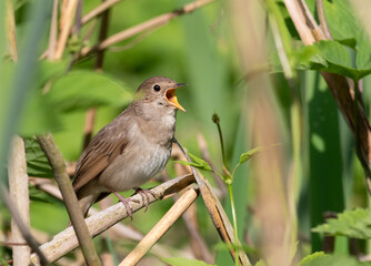 Thrush Nightingale, Luscinia luscinia. A bird sits in the reeds on the riverbank and sings