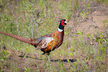 Ring-necked Pheasant, Phasianus colchicus. A male bird walks through the meadow