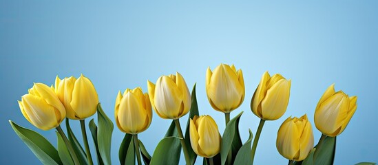Obraz premium A vibrant sunny bouquet of yellow tulips set against a serene blue backdrop creating a visually appealing copy space image