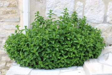 Plant de menthe