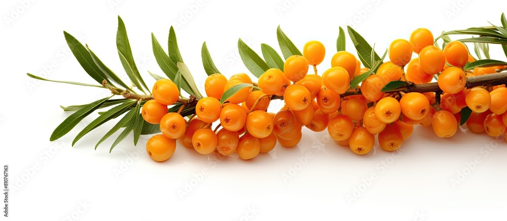 Aufkleber the sea buckthorn is shown in a copy space image on a white background