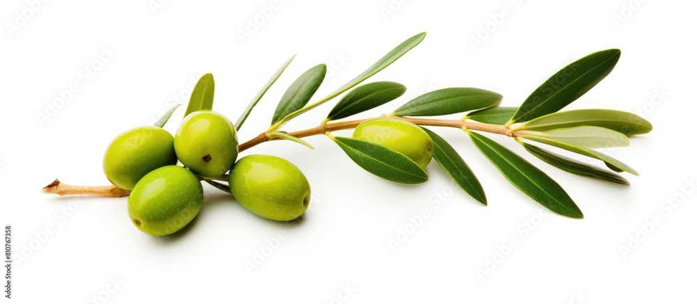 Wall mural isolated on a white background there is a copy space image of a fresh green olive branch - Wall murals