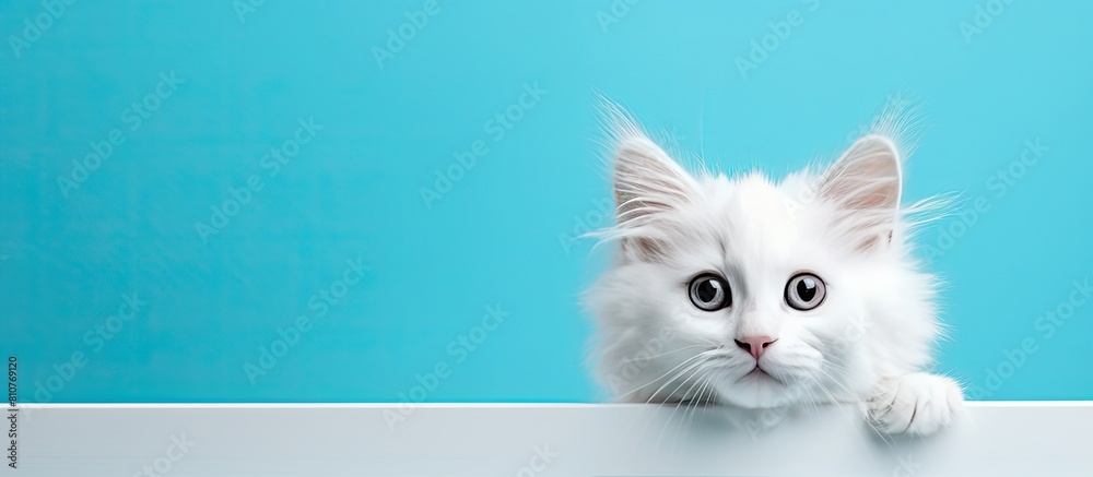 Aufkleber a cute laperm kitten with frizzy fur stands in a white image frame looking directly at the camera it