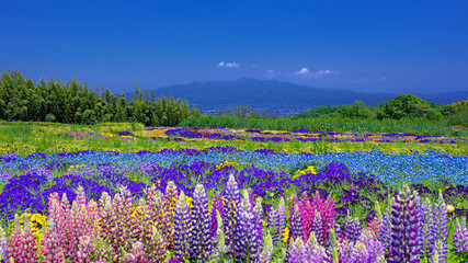 群馬県・高崎市 ルピナスと赤城山の風景