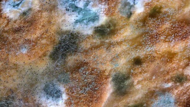 Mold on bread close-up macro. Mold on food. Fluffy mold spores as a background or texture. Mold fungus. Abstract background with copy space.
