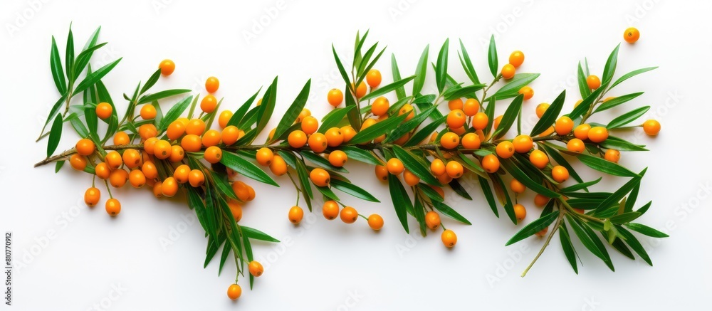Poster Copy space image of a fresh ripe sea buckthorn berry with leaves isolated on a white background The top view perspective enhances the flat lay pattern