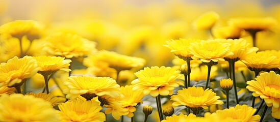 Obraz premium A vibrant meadow filled with blooming yellow Chrysanthemum flowers offers a perfect spring and summer season background leaving enough space for adding images or text. Creative banner. Copyspace image
