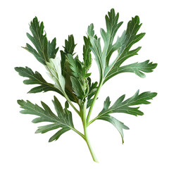 Green Wormwood Leaf, Generative AI