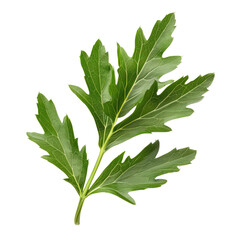 Green Wormwood Leaf, Generative AI